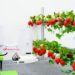 果菜類の植物工場、完全自動栽培の実現を目指すHarvestXが総額5000万円の資金調達を実施