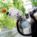 ヤンマー、「大玉トマト収穫ロボット」試作機を「2022国際ロボット展」へ出展